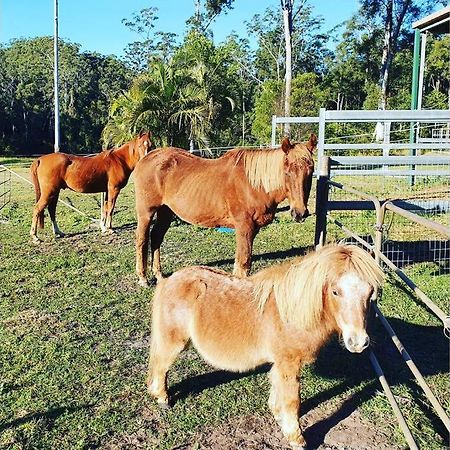 Cabin Country Retreat Paskins Farm Palmwoods Esterno foto